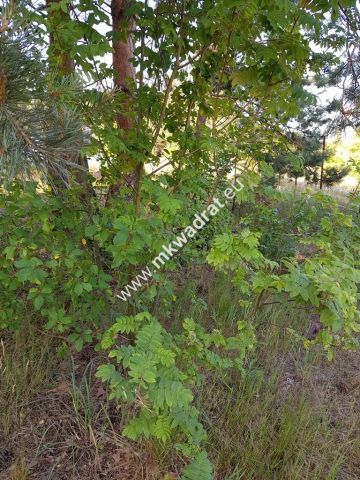 Działka budowlana Jesionka. Zdjęcie 4