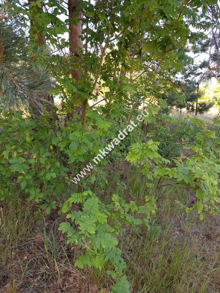 Działka budowlana Jesionka. Zdjęcie 4