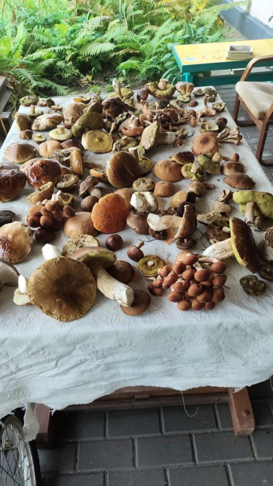 budynek wielorodzinny, 9 pokoi Panasówka. Zdjęcie 2