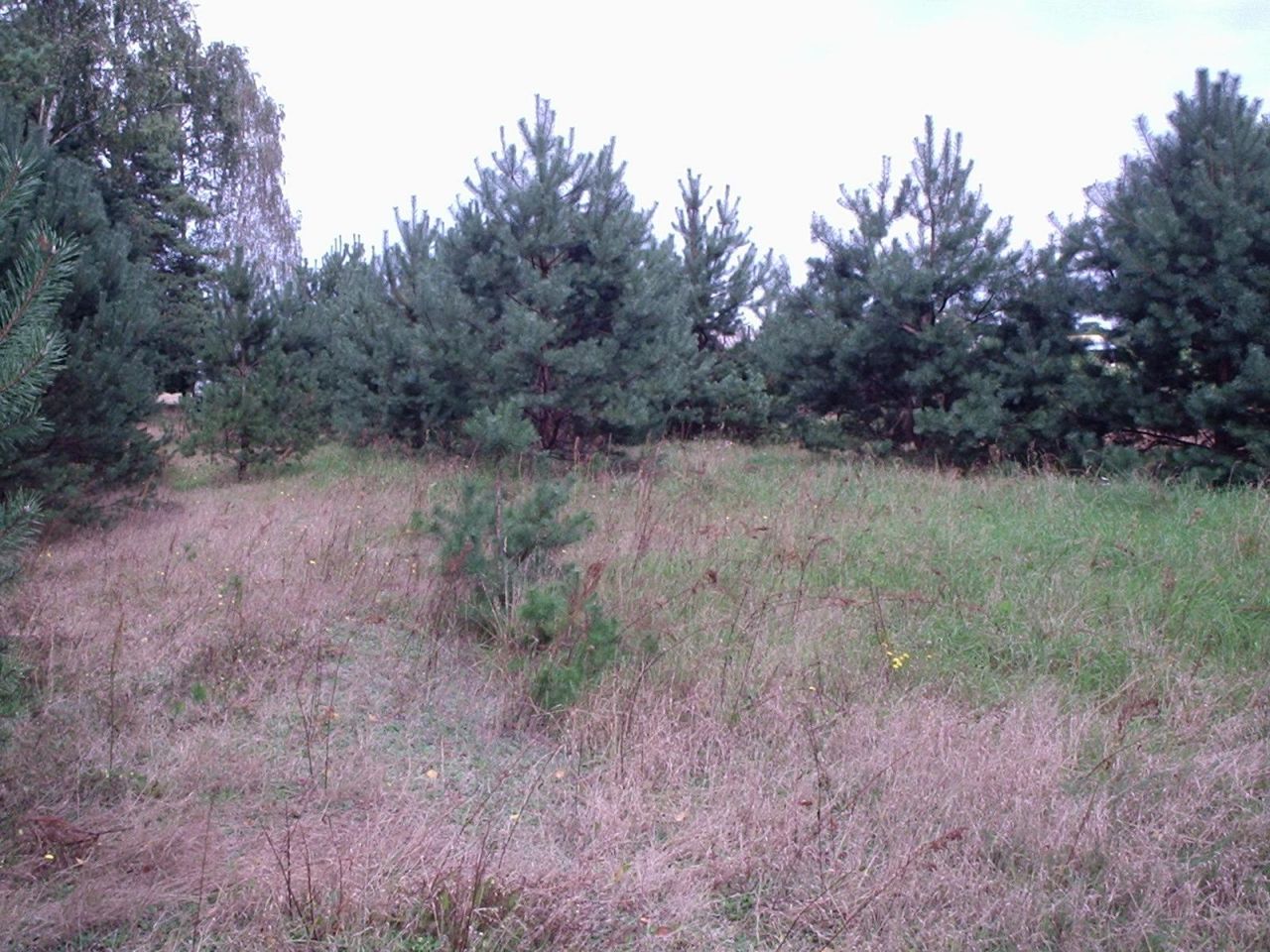 Działka siedliskowa Doliwo. Zdjęcie 6