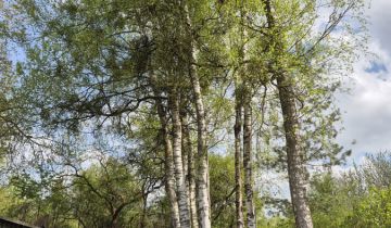 Działka rod Klebark Mały