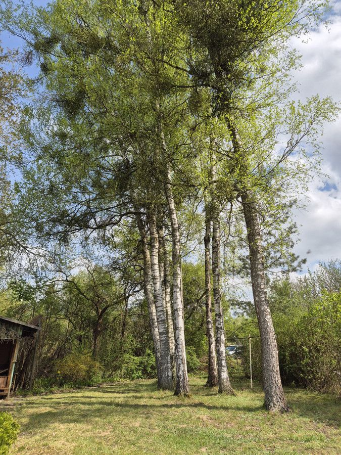 Działka rod Klebark Mały. Zdjęcie 2