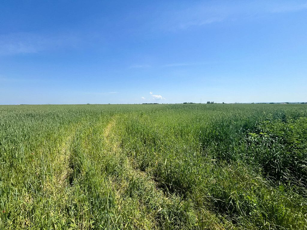 Działka budowlana Opatów, ul. Ćmielowska. Zdjęcie 14