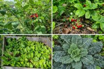 Działka rod Gdańsk Stogi, ul. Ugory. Zdjęcie 2