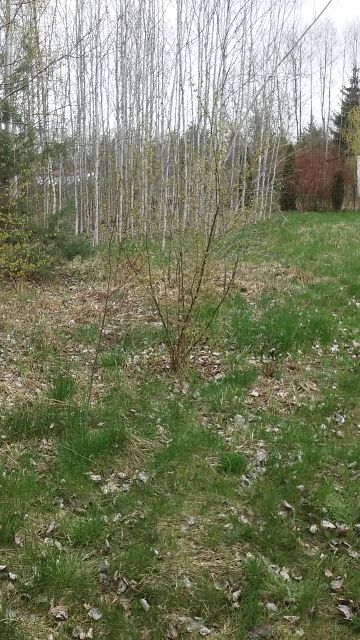 Działka budowlana Wilków. Zdjęcie 3