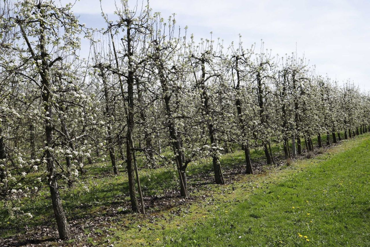Działka rolna Coniew. Zdjęcie 3