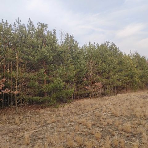 Działka rolna Górki Pierwsze. Zdjęcie 1