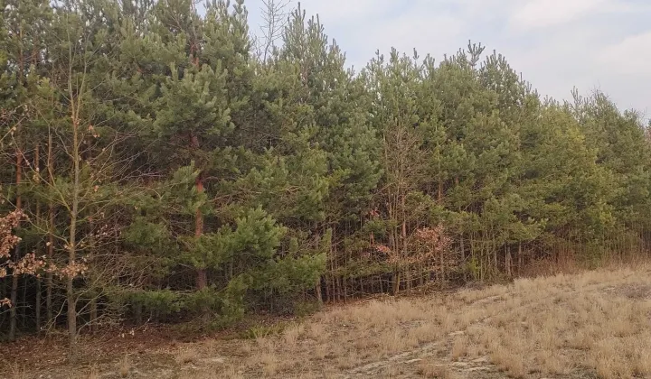 Działka rolna Górki Pierwsze