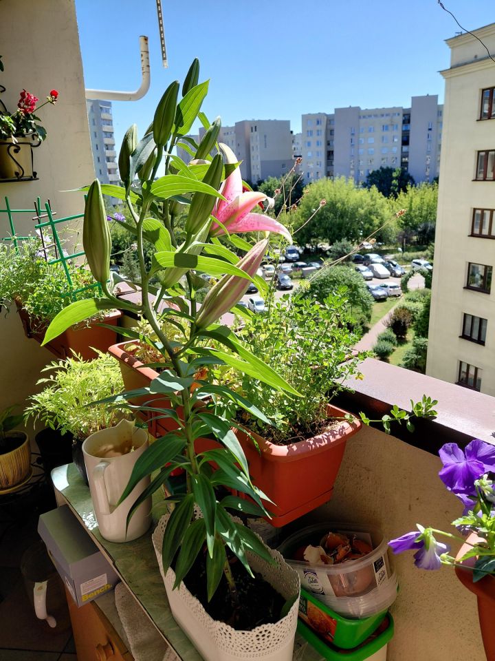 Mieszkanie 4-pokojowe Warszawa Targówek, ul. Tadeusza Korzona. Zdjęcie 13