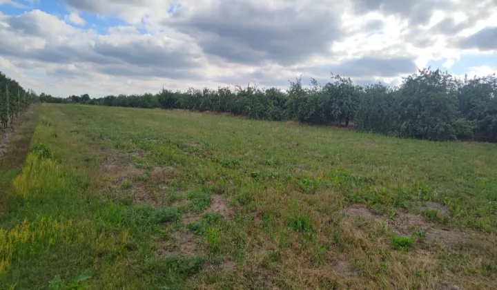 Działka rolno-budowlana Czaplin