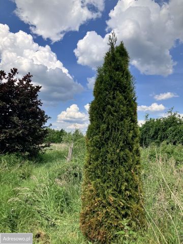 Działka rolna Komarowo. Zdjęcie 1