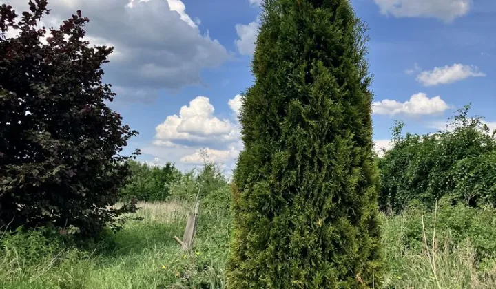 Działka rolna Komarowo