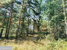 Działka budowlana Chocieszów. Zdjęcie 2