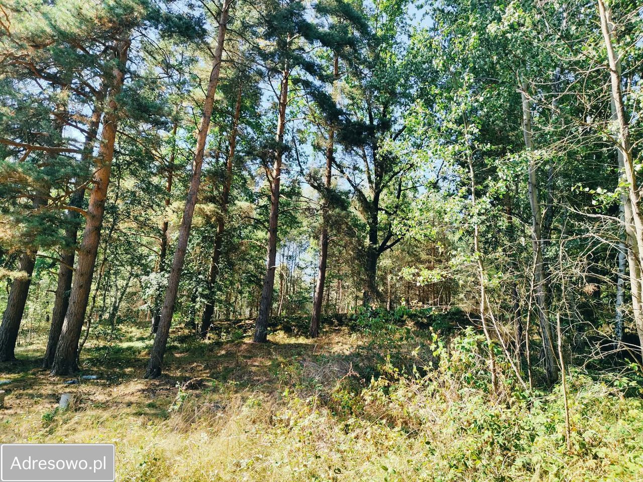 Działka budowlana Chocieszów. Zdjęcie 3