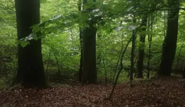 Działka leśna Maćkowice