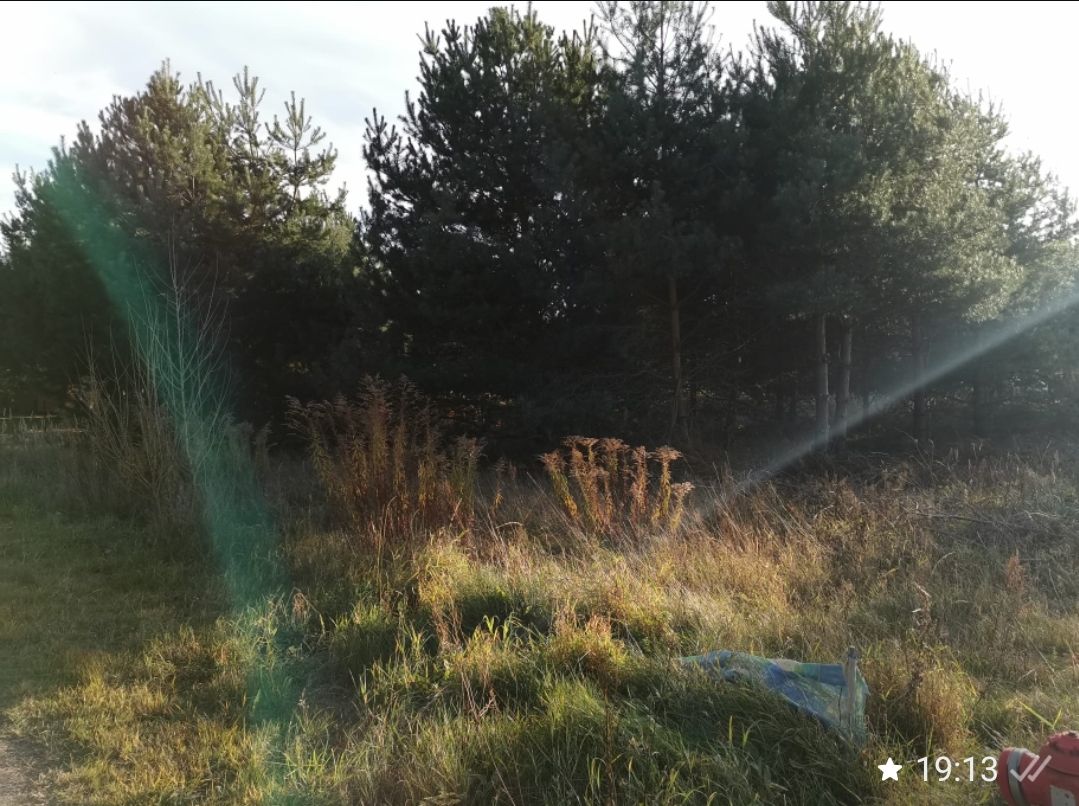 Działka budowlana Masłów, ul. Sosnowa. Zdjęcie 8