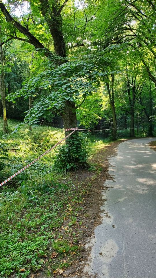 Działka budowlana Świerkocin. Zdjęcie 6