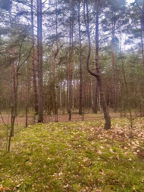 Działka leśna Osiedle Wilga, ul. Sarenek. Zdjęcie 8