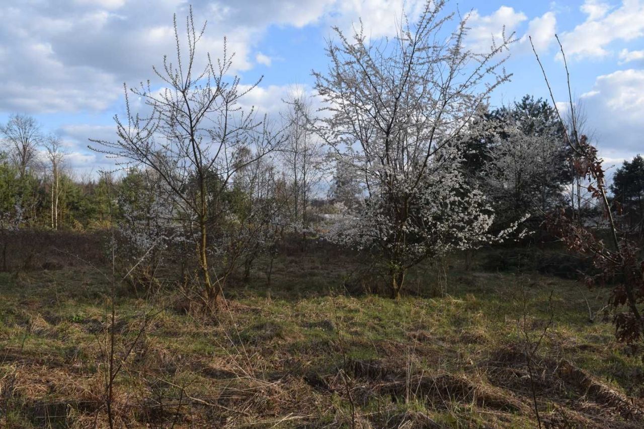 Działka budowlana Tymianka. Zdjęcie 4