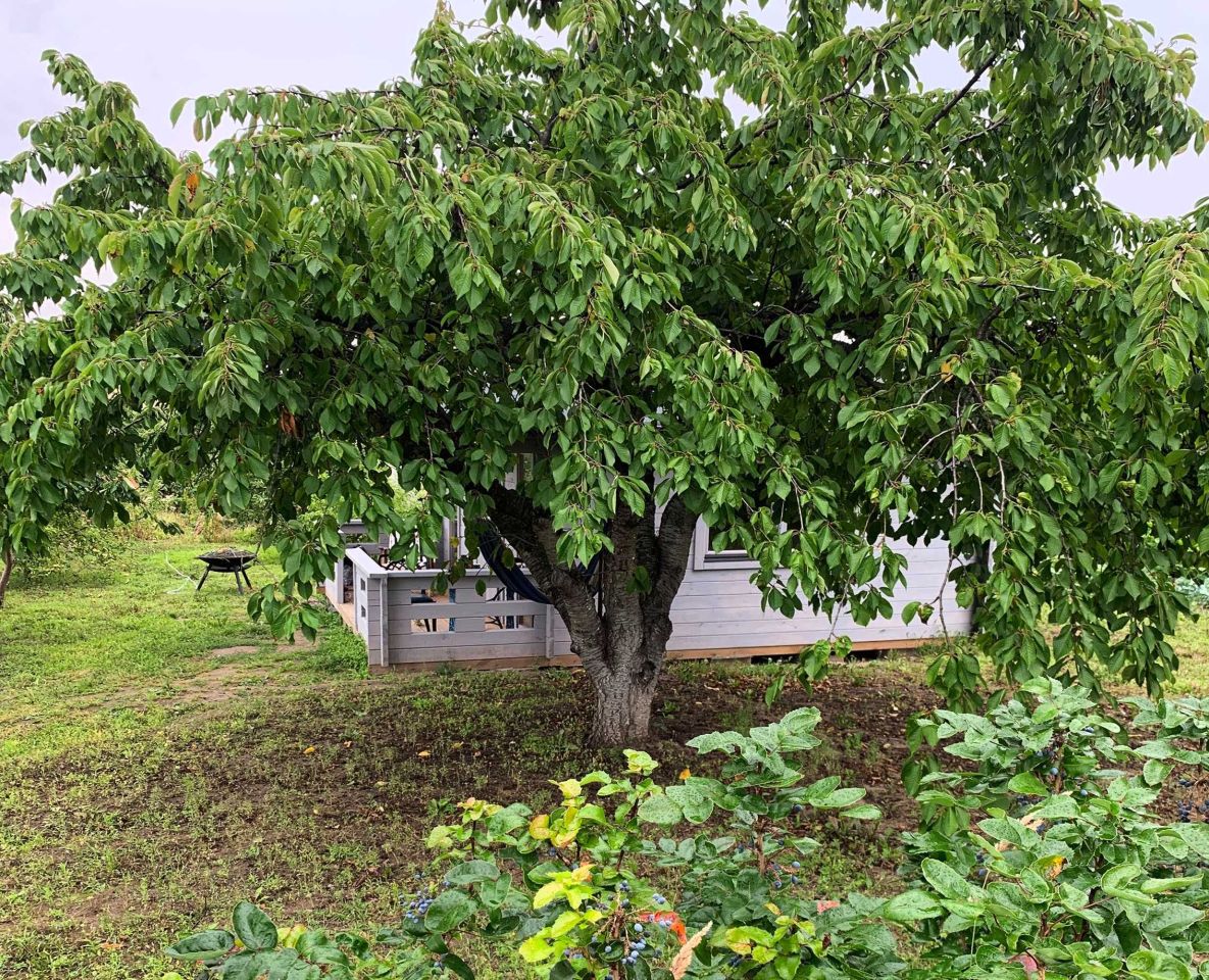 Działka rod Krzywiń. Zdjęcie 7