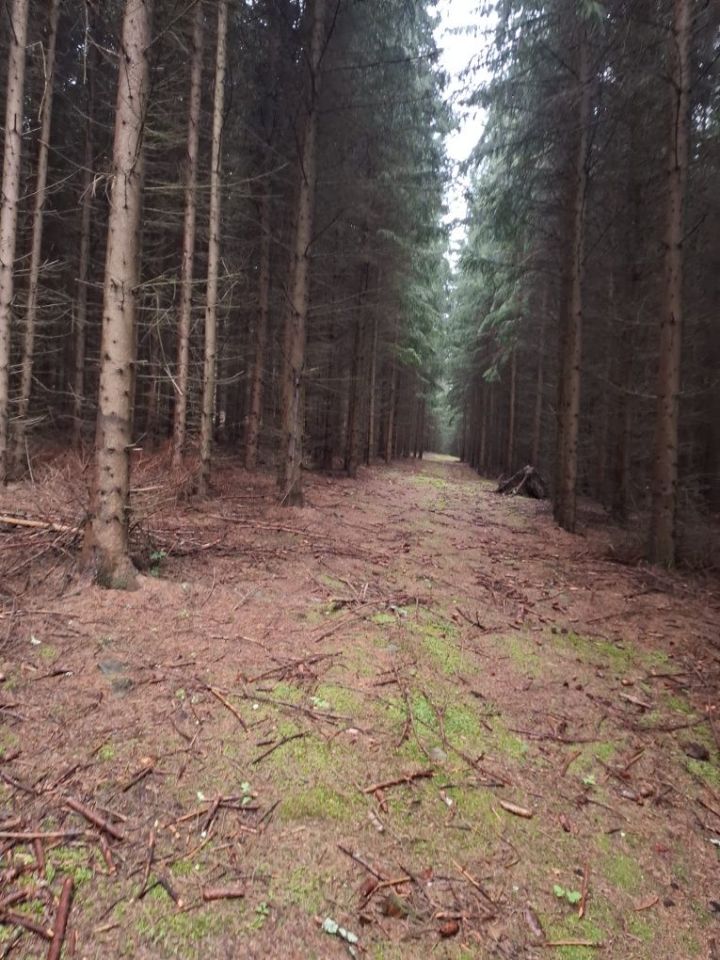 Działka leśna Opolnica. Zdjęcie 1
