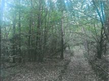 Działka leśna Poręba. Zdjęcie 1