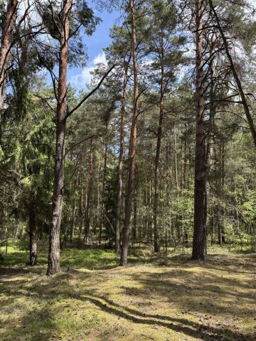 Działka leśna Mielcuchy. Zdjęcie 1