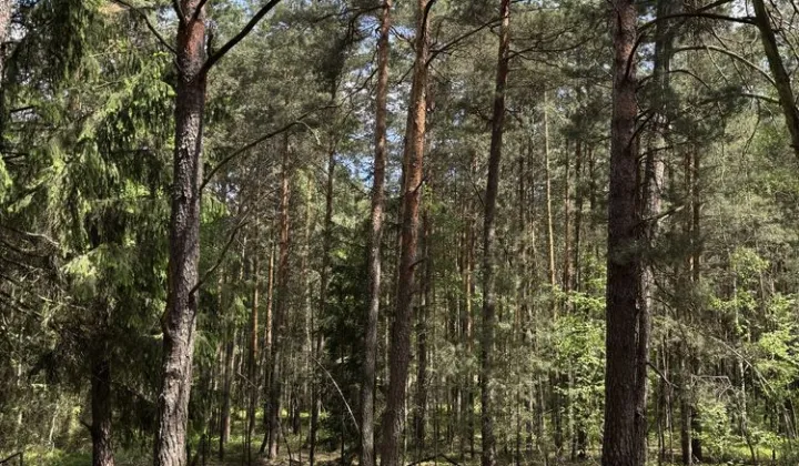 Działka leśna Mielcuchy
