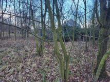 Działka budowlana Sadowice. Zdjęcie 4