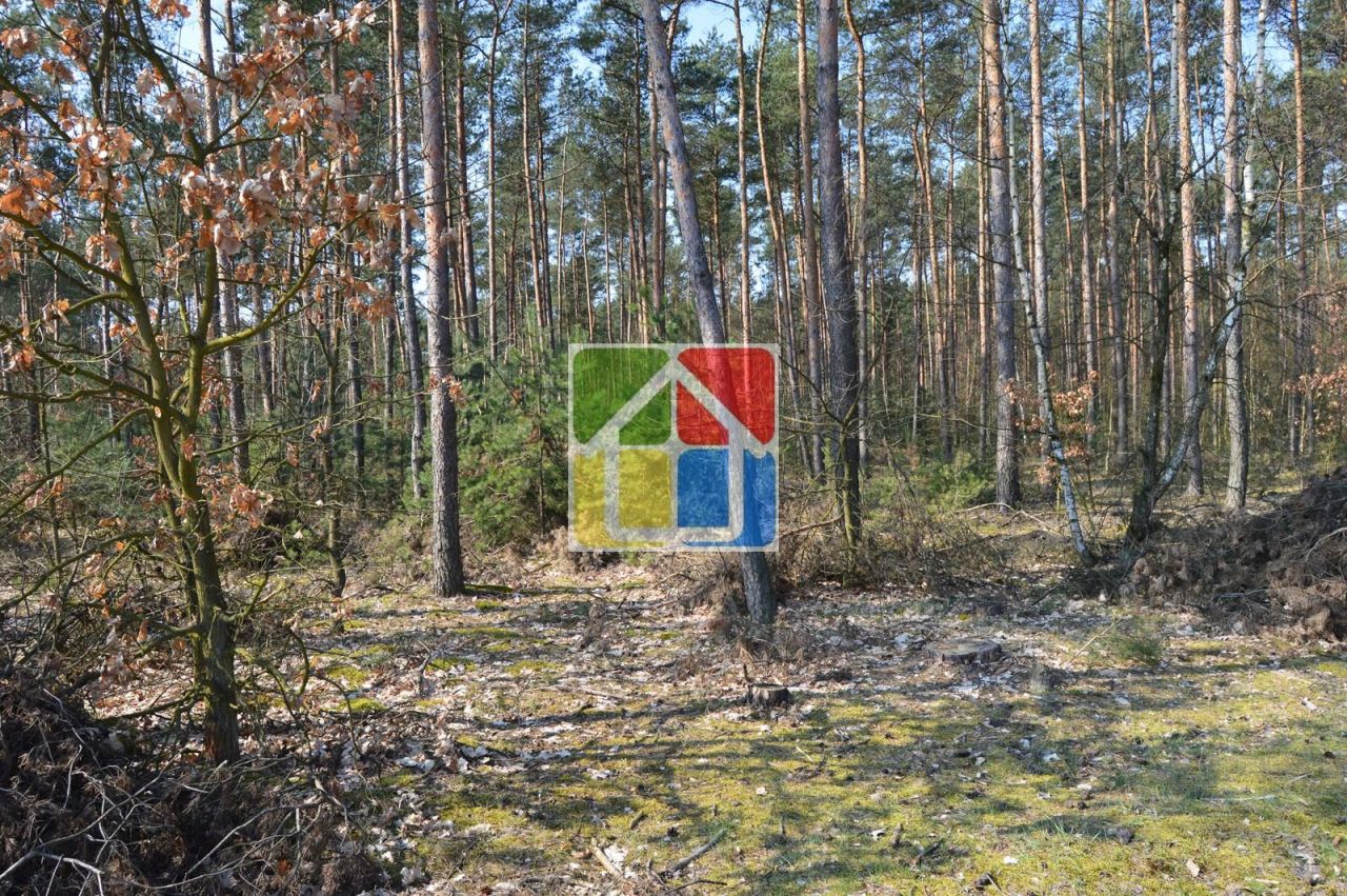 Działka leśna Kiełpieniec Mniszek. Zdjęcie 9