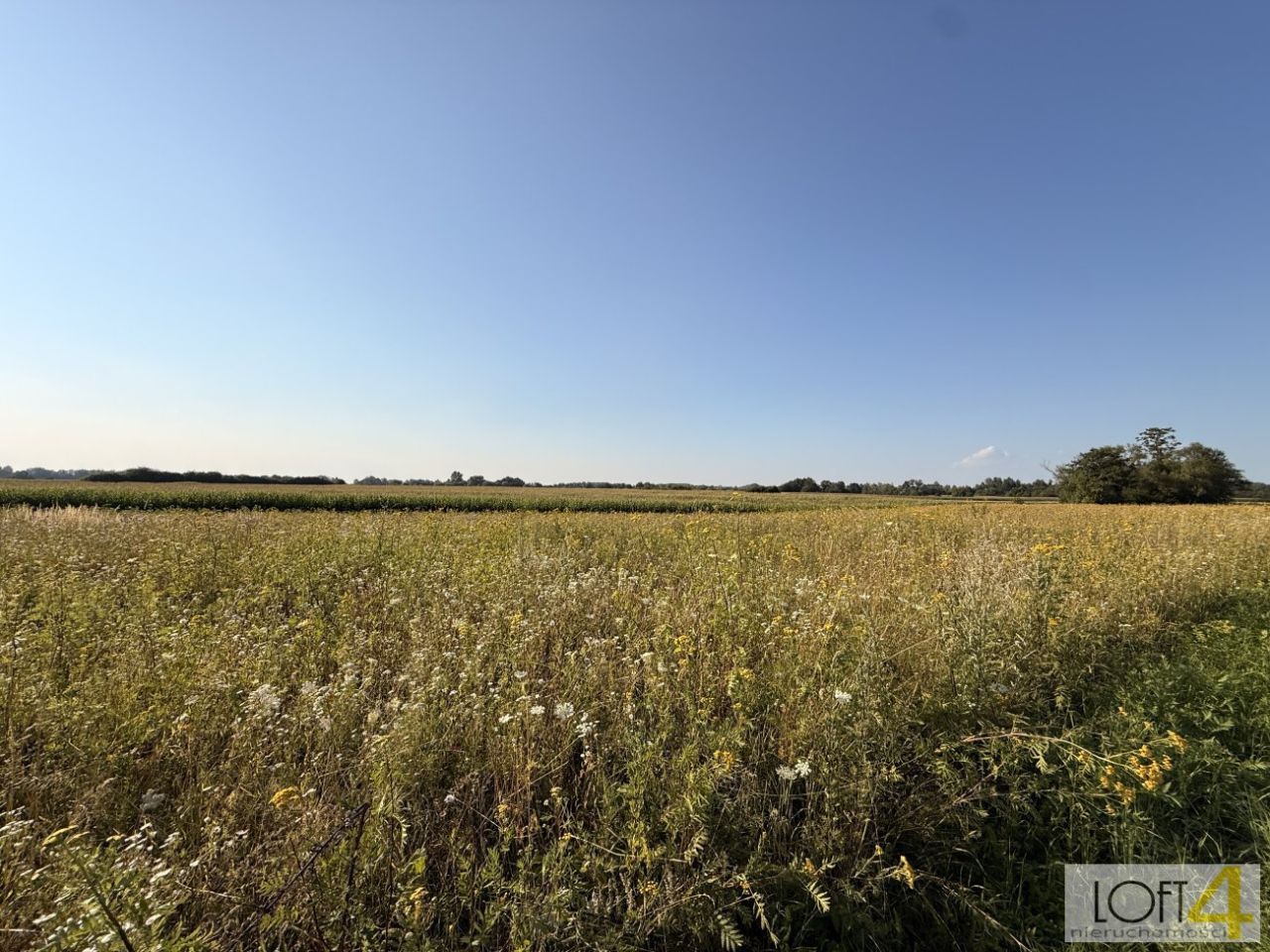 Działka rolna Mędrzechów. Zdjęcie 10