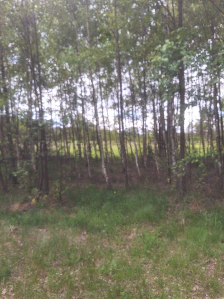 Działka leśna Rostki. Zdjęcie 7