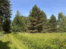 Działka rolna Trzebule. Zdjęcie 2