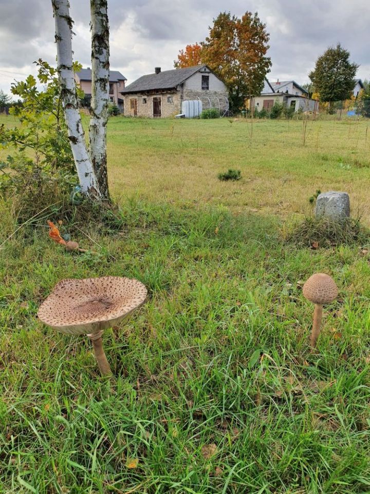 Działka rolno-budowlana Wysocko. Zdjęcie 5