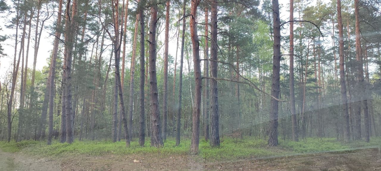 Działka leśna Giedlarowa. Zdjęcie 4