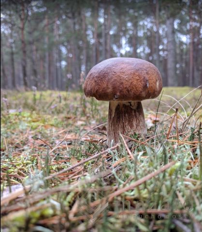 Działka rolna Drogosław. Zdjęcie 10