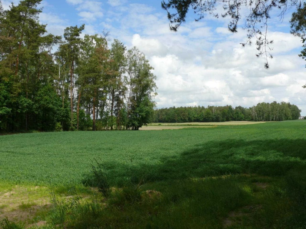 Działka rekreacyjna Złota. Zdjęcie 2