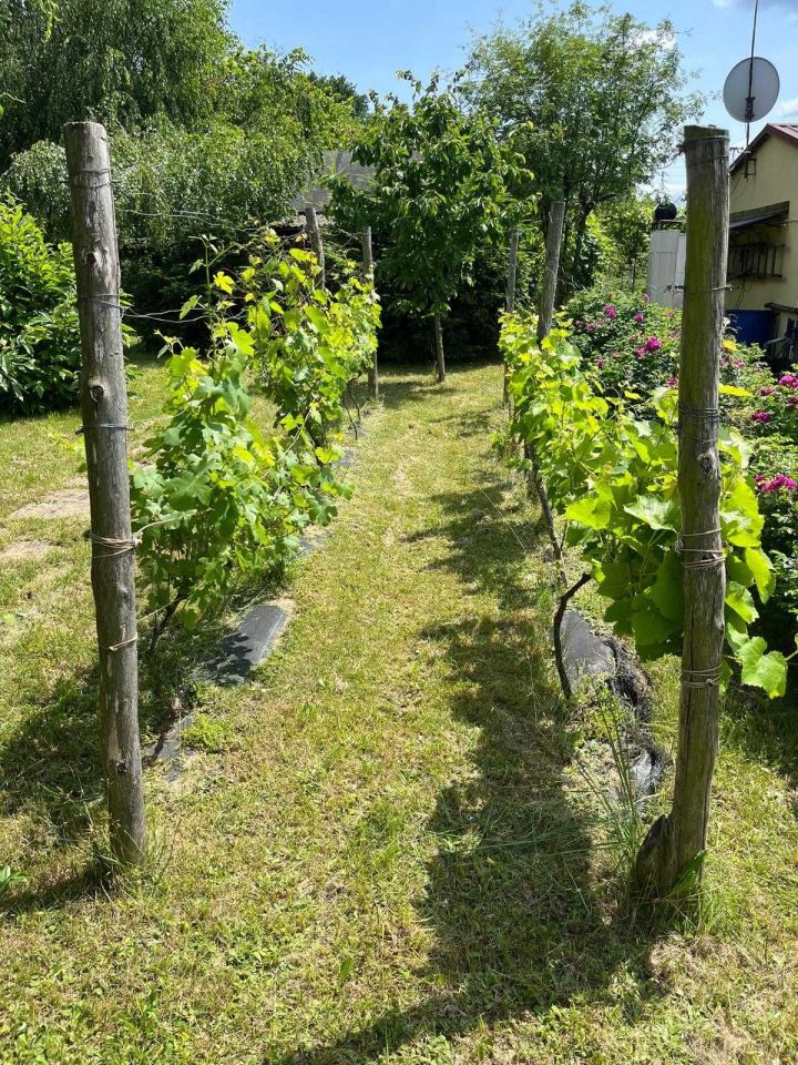 Działka rod Racibórz Brzezie, ul. 1 Maja. Zdjęcie 6