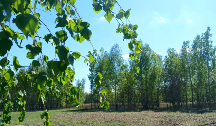 Działka budowlana Koryta