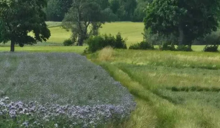 Działka budowlana Stara Łomnica