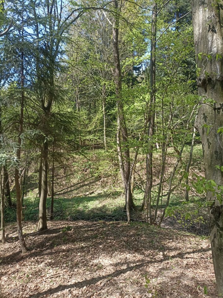 Działka leśna Karwodrza. Zdjęcie 13