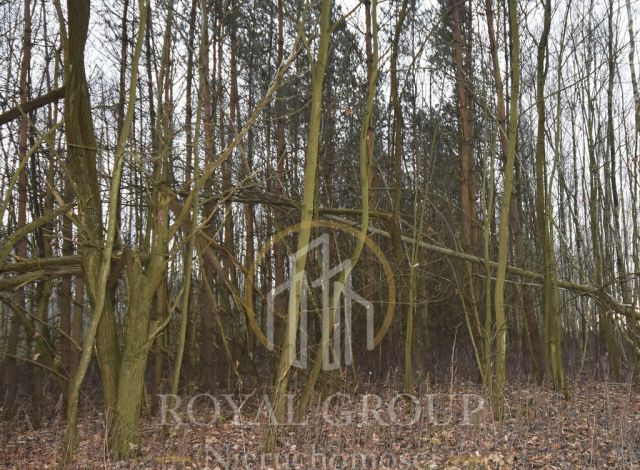 Działka leśna Jawidz. Zdjęcie 1