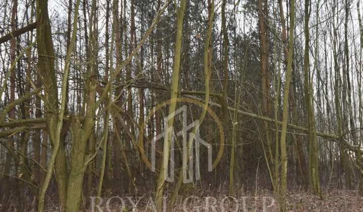 Działka leśna Jawidz