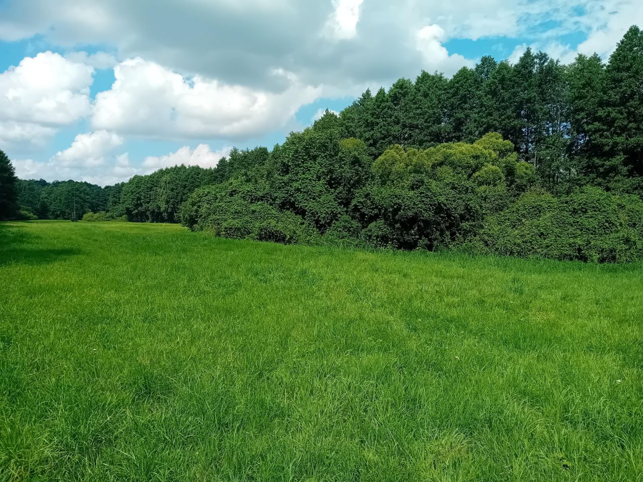 Działka rolna Strzygi. Zdjęcie 5