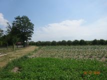 Działka rolna Odcinki Dylewskie