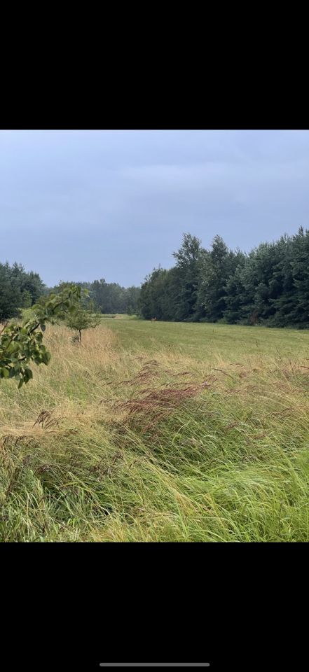 Działka rolna Budzyń. Zdjęcie 3
