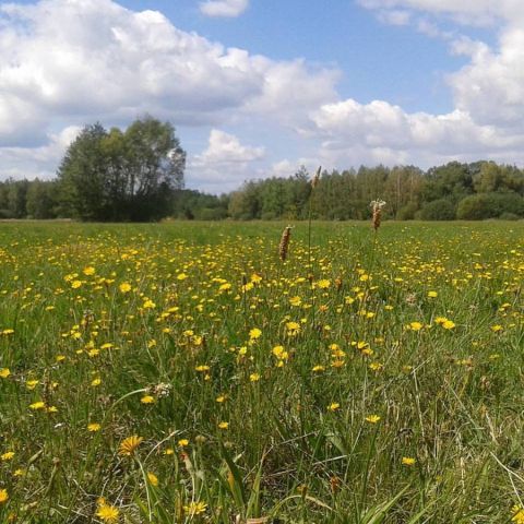 Działka rolno-budowlana Radziejowice-Parcel. Zdjęcie 1
