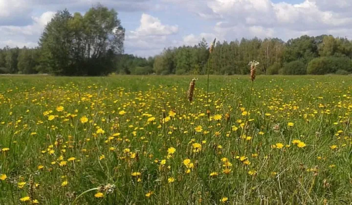 Działka rolno-budowlana Radziejowice-Parcel