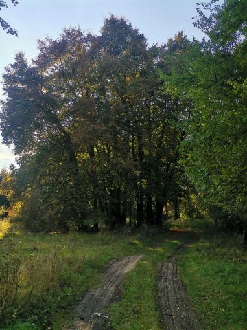 Działka leśna Pieńczykowo. Zdjęcie 1