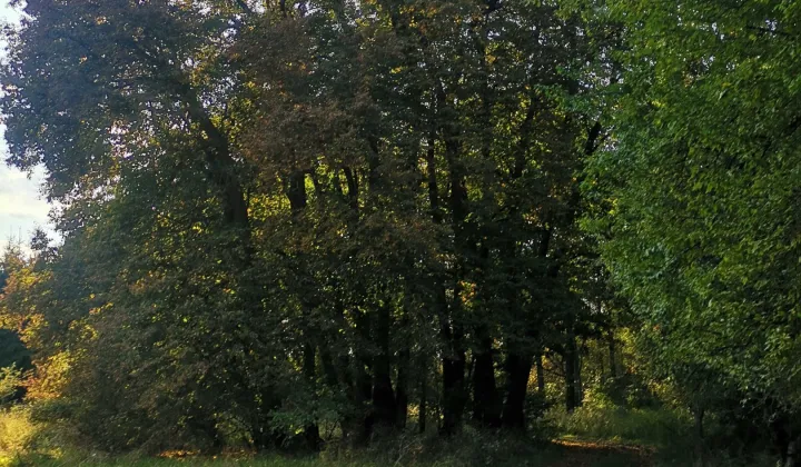 Działka leśna Pieńczykowo